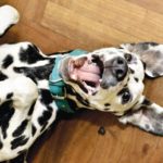 No, Your Dog Won’t Get High With CBD