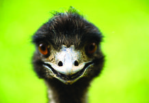 The Cult of Cannariginals, Emu Oil, and CBD