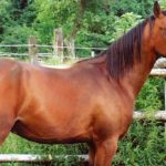 Applied Biosciences Corp. Introduces CBD Products for Equine Health Arabian_Purebred_Stallion_CBD_Today