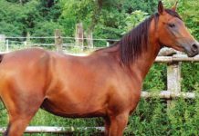 Applied Biosciences Corp. Introduces CBD Products for Equine Health Arabian_Purebred_Stallion_CBD_Today