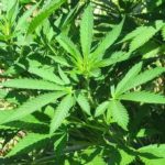 Large Number of U.S. Adults Express Interest in Trying CBD marijuana-CBD_Today