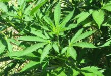 Large Number of U.S. Adults Express Interest in Trying CBD marijuana-CBD_Today