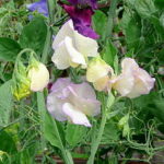 240px-Sweet_Peas,_after_the_rain_-_geograph.org.uk_-_1389382