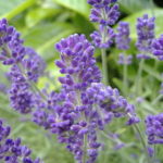 320px-English_Lavender