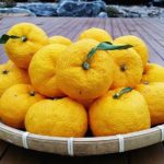 Citrus_junos_fruits_3