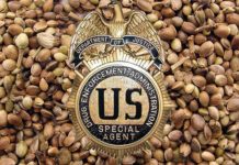 DEA says it Won’t Prohibit Cannabis Stems, Seeds for Product Use, Sale DEA_Stems_Seeds_CBD_Today