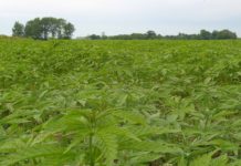 Senate Inches Closer to Hemp Farming Act Hemp-CBDToday