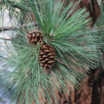 Ponderosa_Pine_Pinus_ponderosa_needles_cones