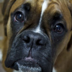 Colorado State University Researches CBD for Epileptic Dogs Boxer_Dog_CBD_Today