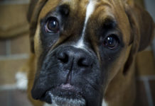 Colorado State University Researches CBD for Epileptic Dogs Boxer_Dog_CBD_Today