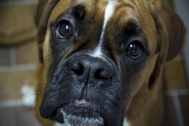 Boxer_Dog_CBD_Today