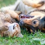 4 CBD Tinctures to Help Pets Stay Calm cats and dogs_CBD Today