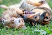 4 CBD Tinctures to Help Pets Stay Calm cats and dogs_CBD Today