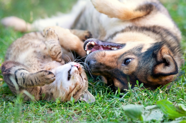 cats and dogs_CBD Today