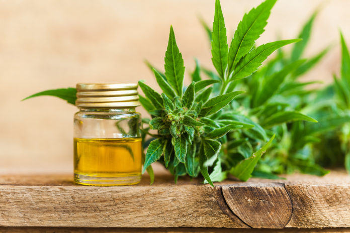 Hemp-cultivation-cbd-cbdtoday