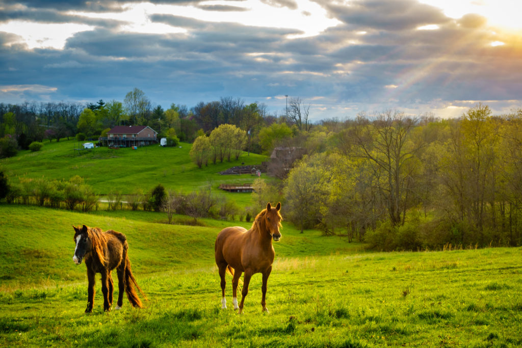 CBD Producers Kentucky CBD Today