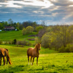 5 CBD Producers in the Bluegrass State CBD Producers Kentucky CBD Today