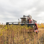 Farm Bill Passed by Congress Will Legalize Hemp if President Trump Approves Hemp fields CBDToday