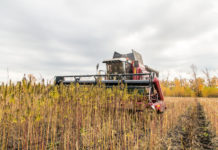 Farm Bill Passed by Congress Will Legalize Hemp if President Trump Approves Hemp fields CBDToday