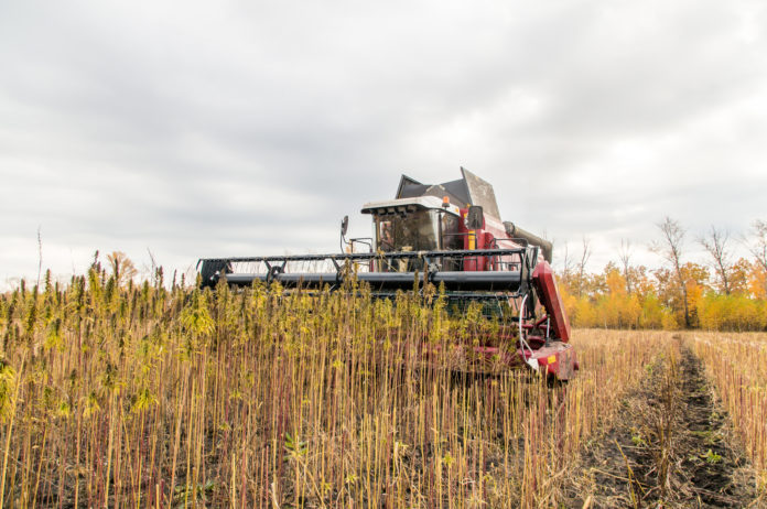 Hemp fields CBDToday