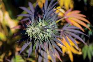 Bubba-Kush-in-bloom_web_CBDToday