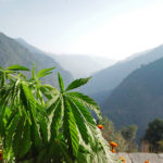 Hemp_Leaves_CBDToday