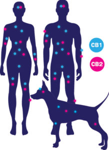 Cannabinoid system in humans and animals, aunti dolores, treatibles, Julianna Carella, CBD Today magazine