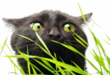 Top 3 Reasons for Giving CBD to Pets 3_Reason_for_Pet_CBD_CBDToday