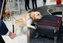 Don’t Mess with CBD Oil in Texas CBD Oil-Texas-Arrests-CBDToday