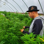 CBD Legality, the 2018 Farm Bill, and What it all Means for the Industry CBD-Legality-2018 Farm bill-CBDToday