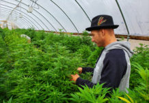 CBD Legality, the 2018 Farm Bill, and What it all Means for the Industry CBD-Legality-2018 Farm bill-CBDToday