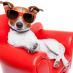 CBD for Pampered, Celebrity Pets and Pet Celebrities CBD_celebrity_pets_dogs_CBDToday
