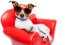 CBD for Pampered, Celebrity Pets and Pet Celebrities CBD_celebrity_pets_dogs_CBDToday