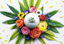 Cannabombz Medicated Bath Bombs Cannabombz-Bath-bomb-CBD-products-CBDToday