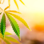 HempAmericana Announces Dramatic Rise in Its CBD Production and Inventory HempAmericana-CBD-CBDToday