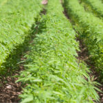 Hemp Inc. Seeking Agriculture Suppliers and Farmers for Hempathon Event Hemp-Inc-Hempathon-CBD-CBDToday