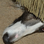 4 CBD Product Lines to Calm Pets and Their Owners’ Anxiety Pet-products-anxiety-CBD-CBDToday