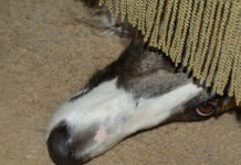 4 CBD Product Lines to Calm Pets and Their Owners’ Anxiety Pet-products-anxiety-CBD-CBDToday