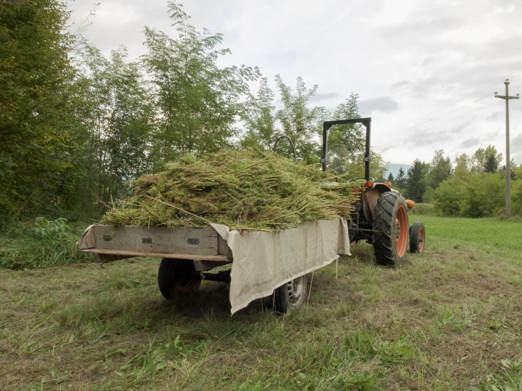 hemp-cbd-ohio-DeWine-CBDToday