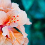 Hemp Crops in Hawaii Too High for Regulators Hawaiian-hemp crops-CBD-CBDToday