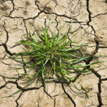 Hemp Farmers Struggle to Cultivate Profits as Banks Still Balk at Industry Hemp Farmers-Banks-CBD-CBDToday