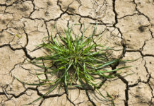 Hemp Farmers Struggle to Cultivate Profits as Banks Still Balk at Industry Hemp Farmers-Banks-CBD-CBDToday