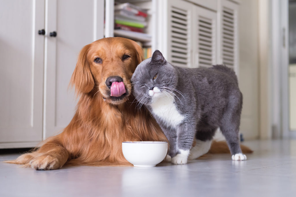 Veterinary Webinar-CBD Products for Pets-CBDToday