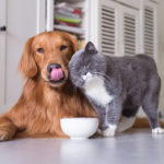 Veterinary Webinar Provides Education about CBD Products for Pets Veterinary Webinar-CBD Products for Pets-CBDToday