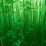 EPA Issues List of Pesticides Approved for Hemp Crops EPA-pesticides-Hemp crops-CBD-CBDToday