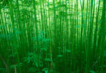 EPA Issues List of Pesticides Approved for Hemp Crops EPA-pesticides-Hemp crops-CBD-CBDToday