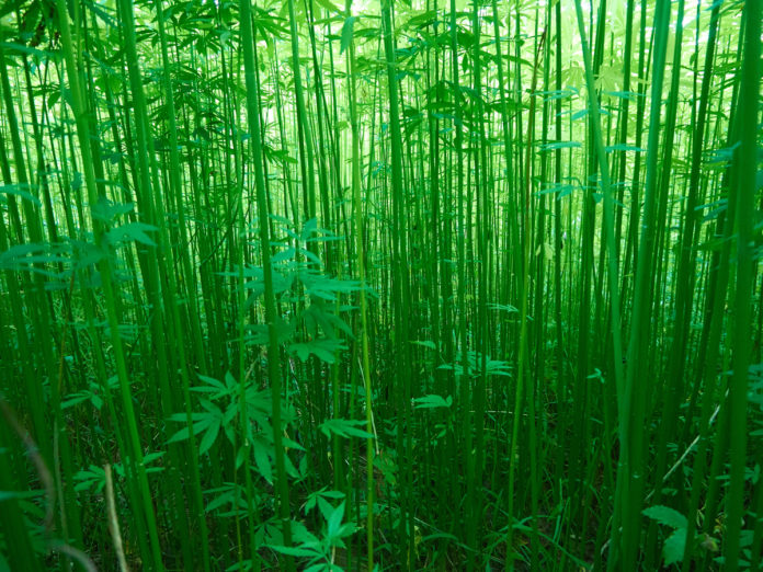 EPA-pesticides-Hemp crops-CBD-CBDToday