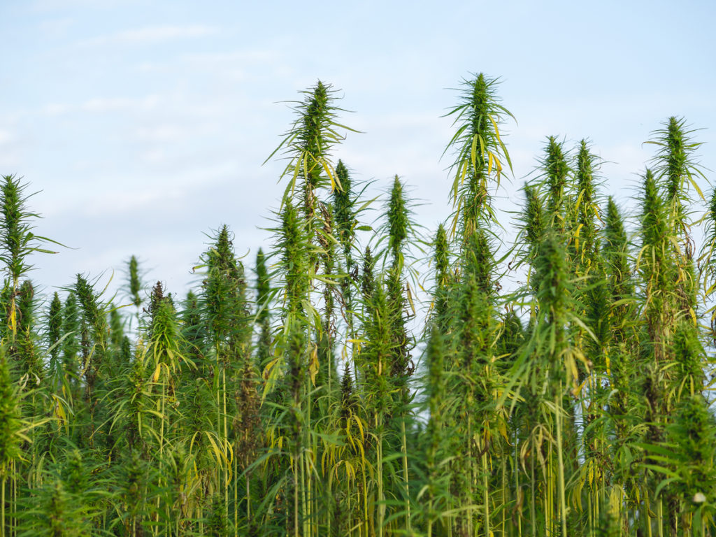 Hemp Farmers-crop-insurance-CBD news-CBDToday