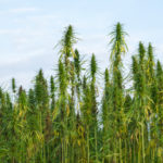 USDA Decides Hemp Farmers Eligible for Crop Insurance Under Pilot Program Hemp Farmers-crop-insurance-CBD news-CBDToday