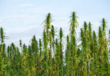 USDA Decides Hemp Farmers Eligible for Crop Insurance Under Pilot Program Hemp Farmers-crop-insurance-CBD news-CBDToday